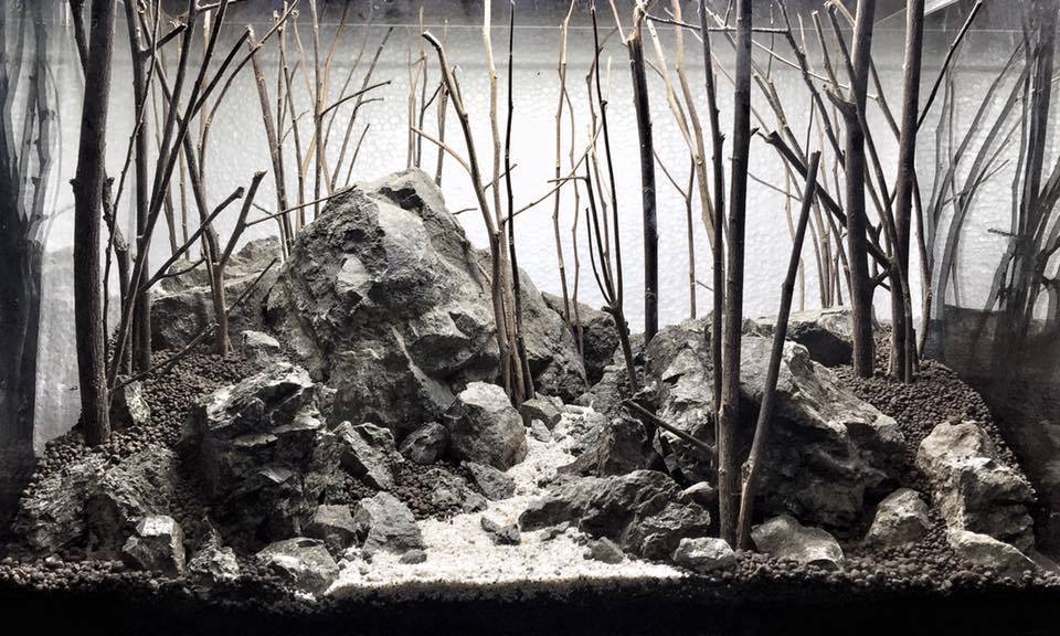 Creating an aquascape - Aquarium, Aquascape, Aquarium, Photo, Longpost