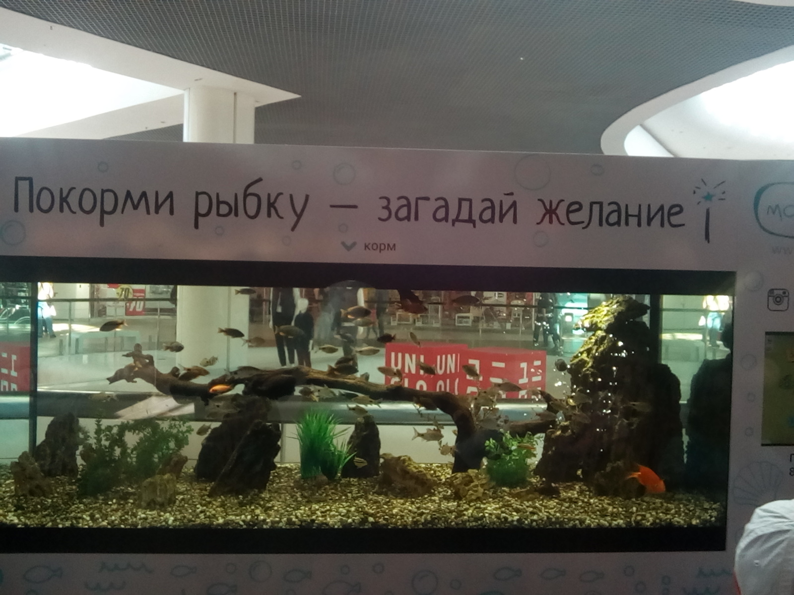 Great, damn it, perky start-up! - My, Small business, Aquarium, Business in Russian