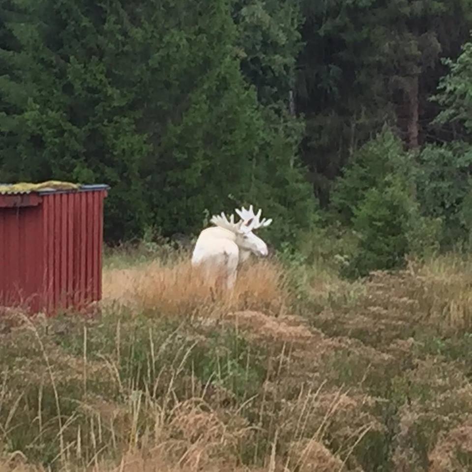 MOCK albino - Not mine, Elk, Forest, Sweden