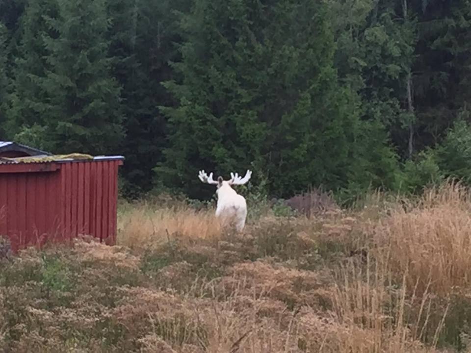 MOCK albino - Not mine, Elk, Forest, Sweden