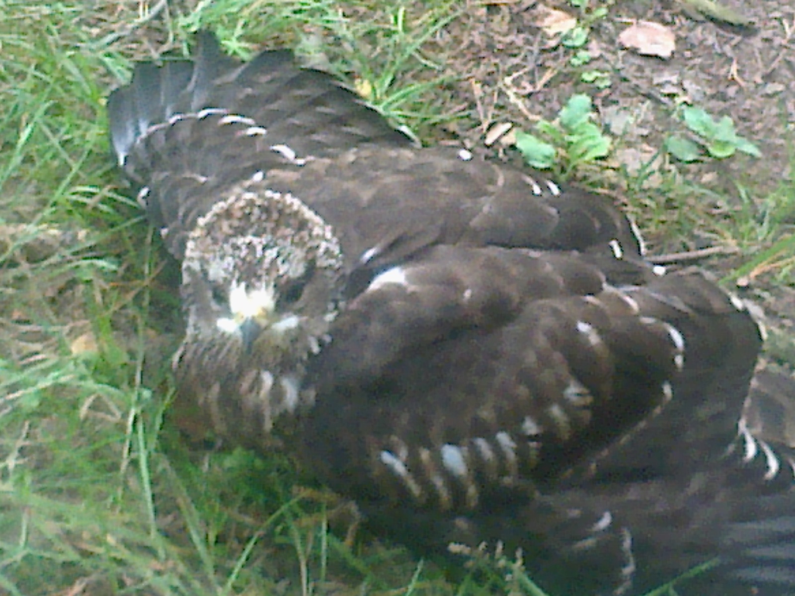 Bird on a forest topinka - My, Birds, Forest, Hawk, Falcon, , Video