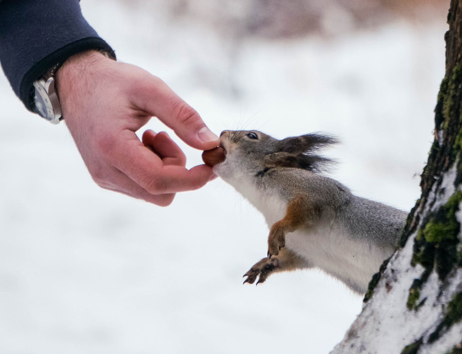 Nut tug - My, Squirrel, Nuts, Winter, Specific Park