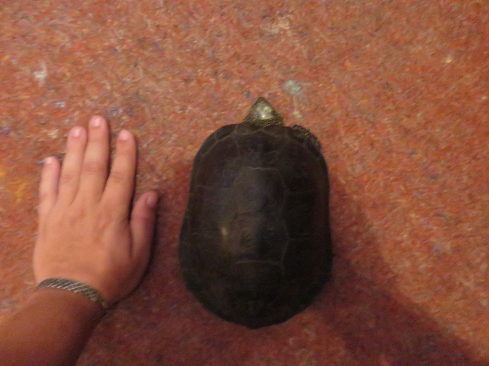 Turtle found. - My, Found, Turtle, Murom