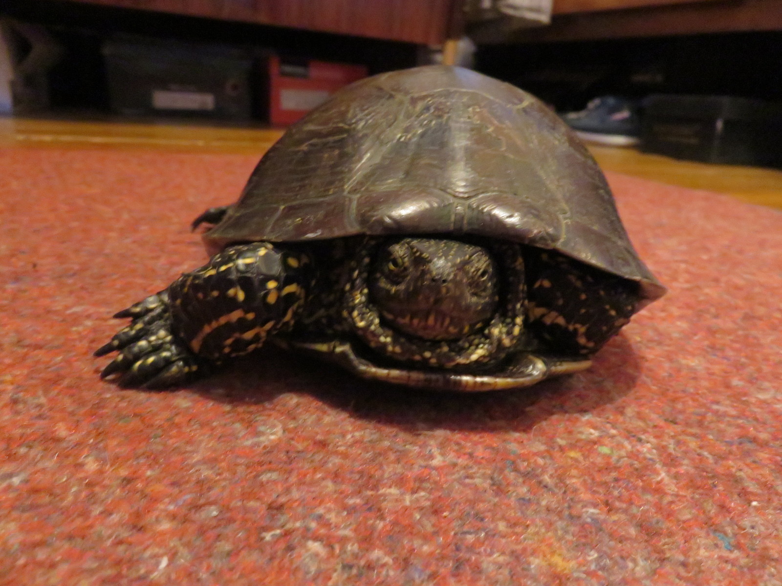 Turtle found. - My, Found, Turtle, Murom