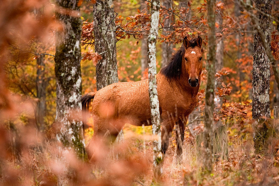 Осень - Лошади, Осень, Длиннопост