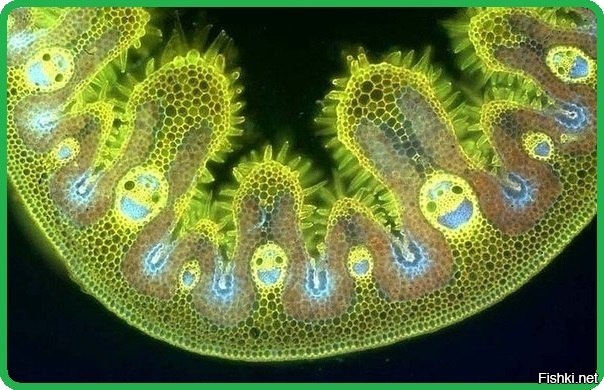 клетка марихуаны микроскоп