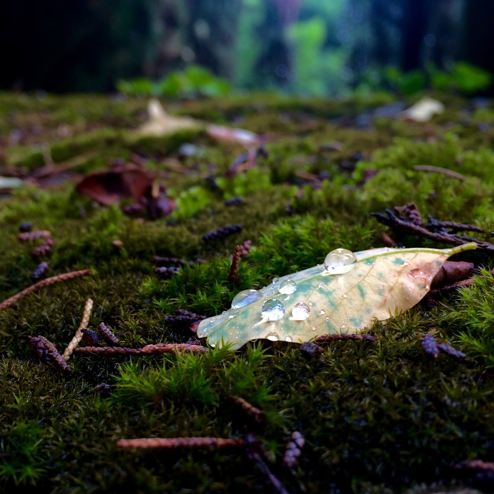 Macro after the rain - My, Macro, Rain, Drops, beauty of nature, Longpost, Macro photography