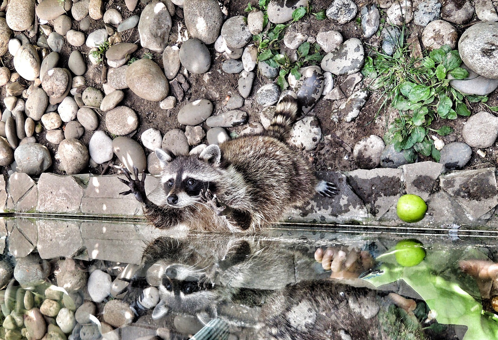 Beggar - My, Raccoon, Photo, Zoo, Milota, Beggars