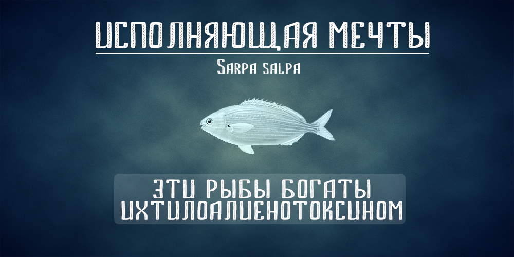 Галлюциногенные рыбы. Часть 1 - Моё, Рыба, Галлюцинации, Длиннопост