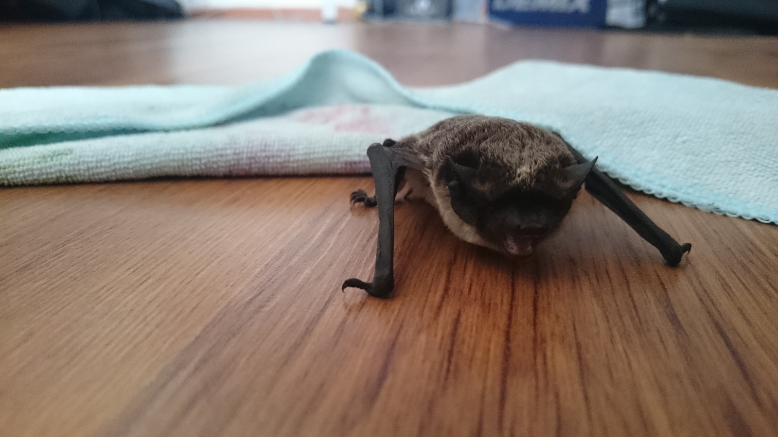 In the morning, next to the bed, I greeted a relative of Batman, what should I do with him (or with her?) HZ! - My, Nature, Bat, Unexpected, Photo, Sony