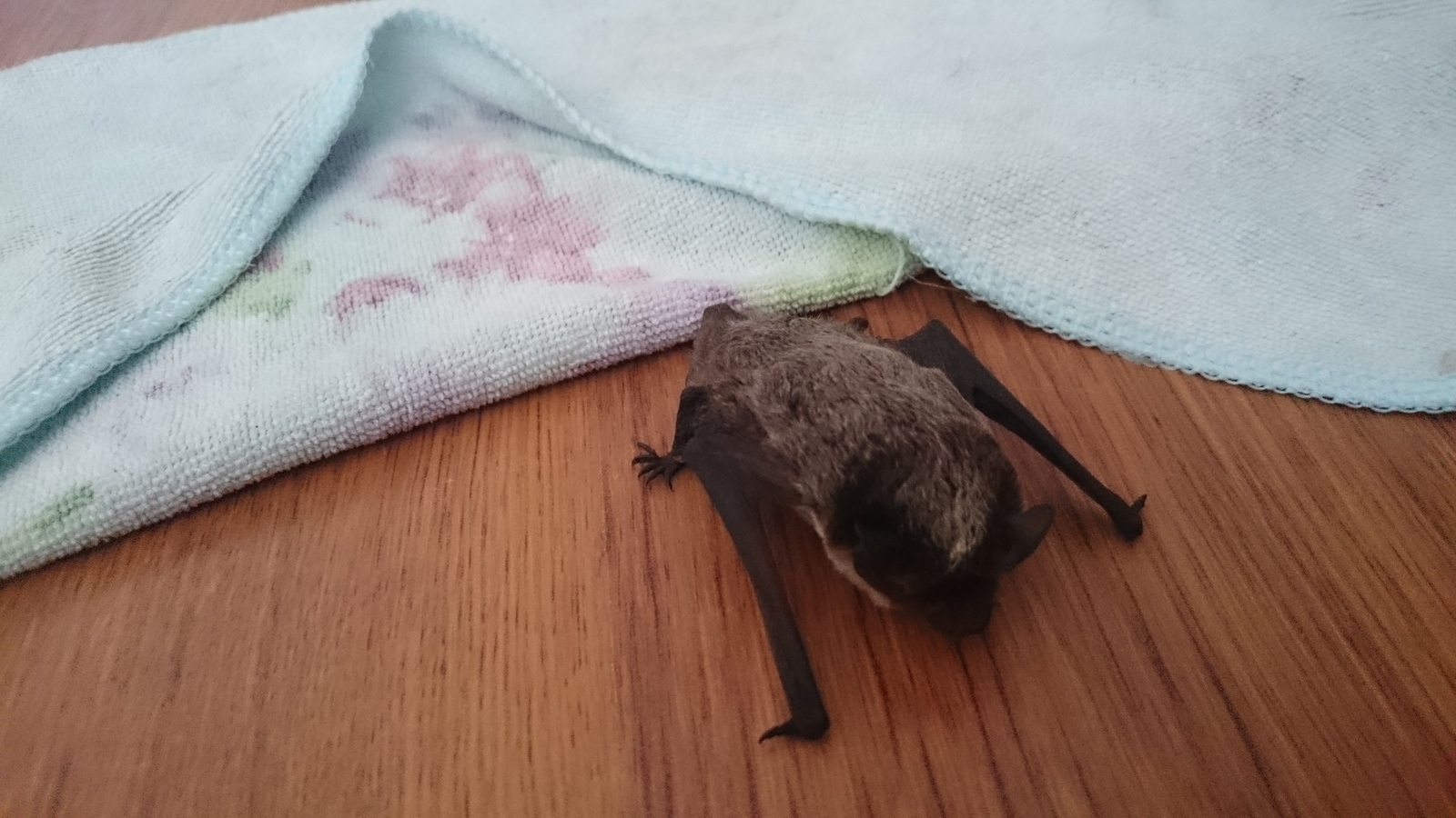 In the morning, next to the bed, I greeted a relative of Batman, what should I do with him (or with her?) HZ! - My, Nature, Bat, Unexpected, Photo, Sony