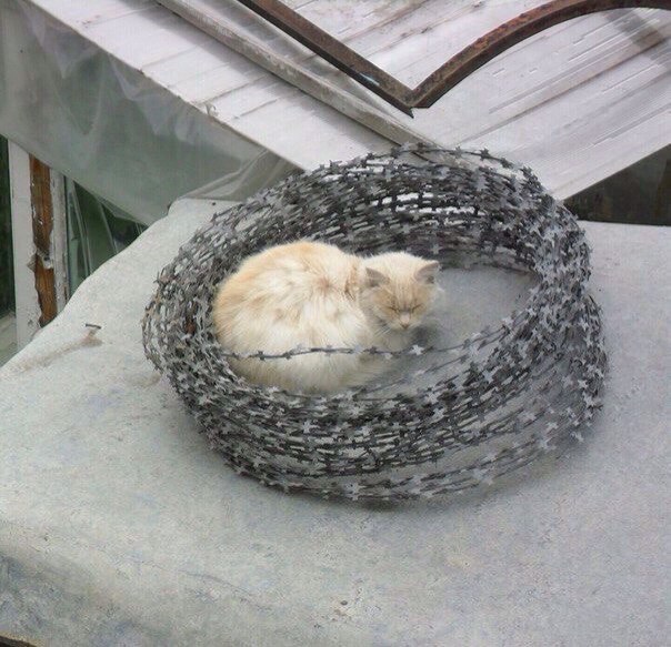 Build yourself a nest - cat, Barbed wire