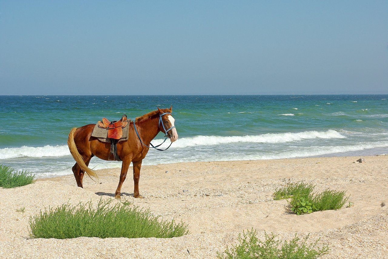 Sandy. - My, Crimea, Kerch Peninsula, Boondocks, Village, Agritourism, Sea, Longpost