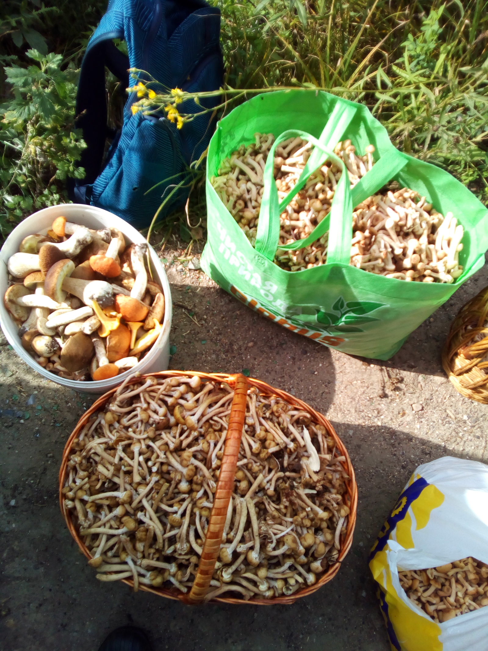 Went for mushrooms today, mushrooms went - My, Mushrooms, Honey mushrooms, , Nature, Longpost