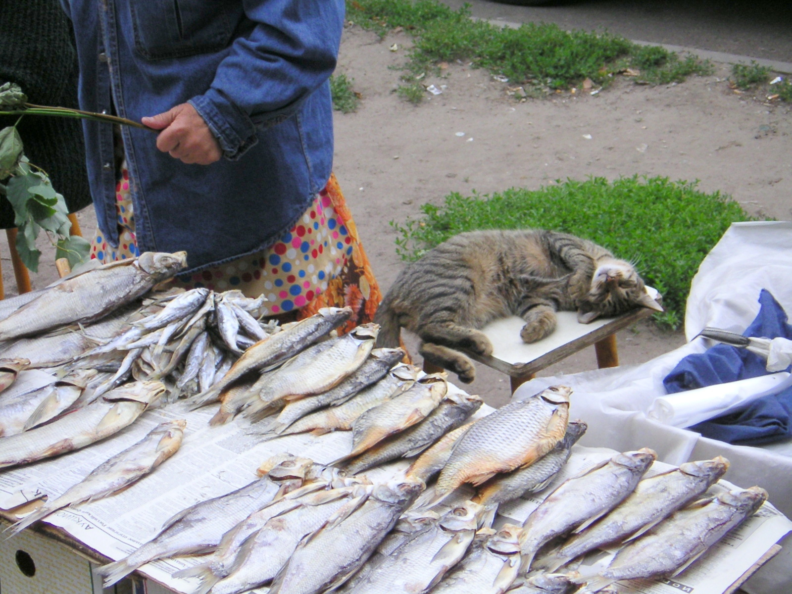 И в том ряду есть промежуток малый... - Моё, Блаженство, Кот