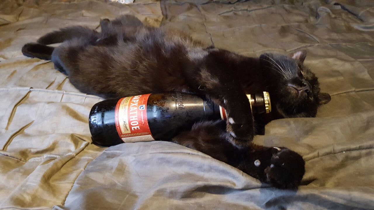 Photogenicity is off the charts - My, cat, Beer