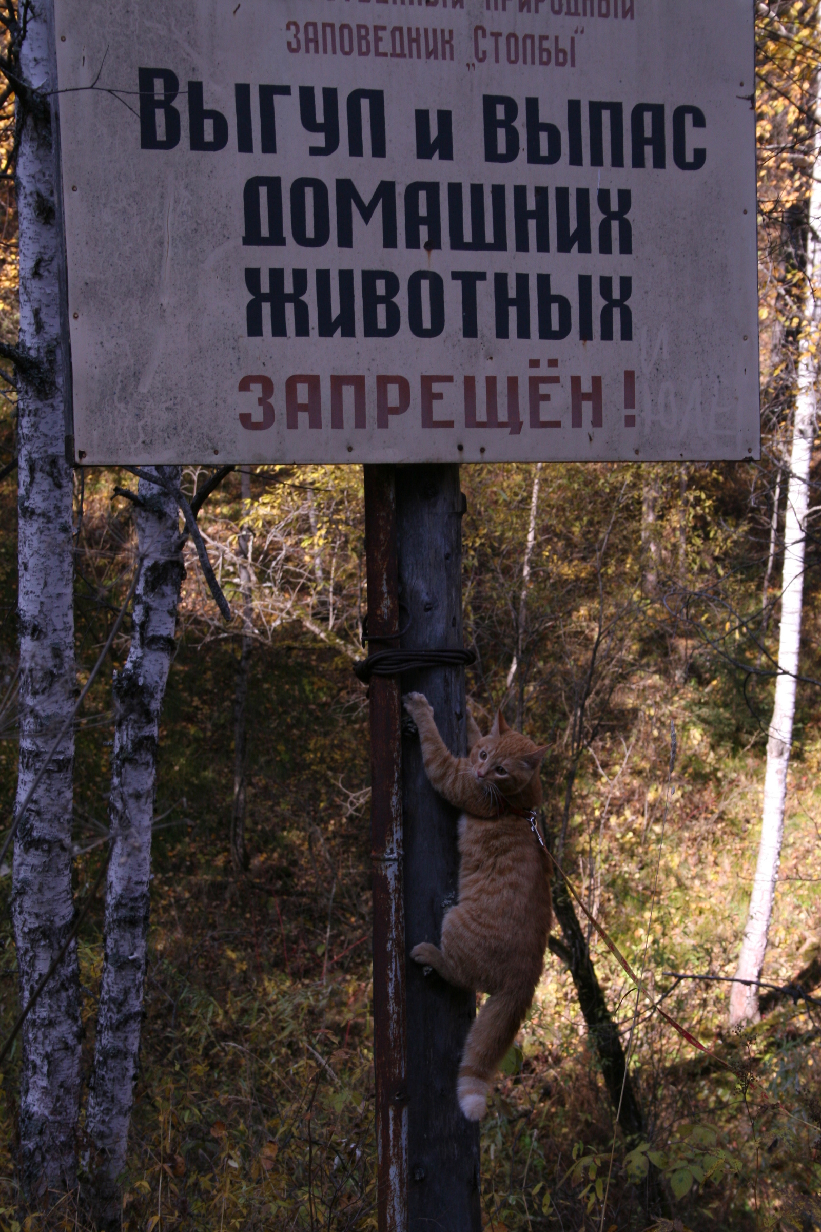 Когда твой кот метит в скалолазы... - Моё, Столб, Кот, Скалолазание, Природа, Скалы, Длиннопост