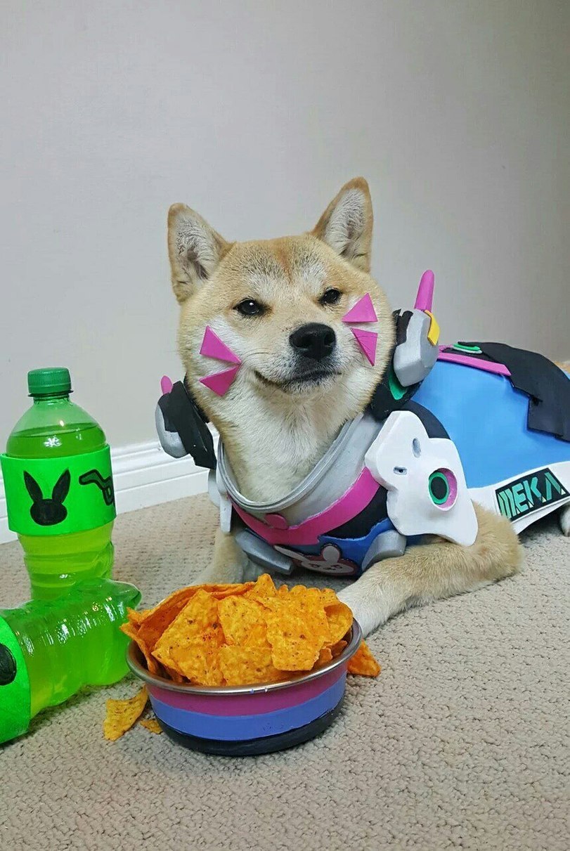 Cosplay for Diva - Overwatch, Dva, Cosplay, Shiba Inu, Blizzard, Dog, Longpost