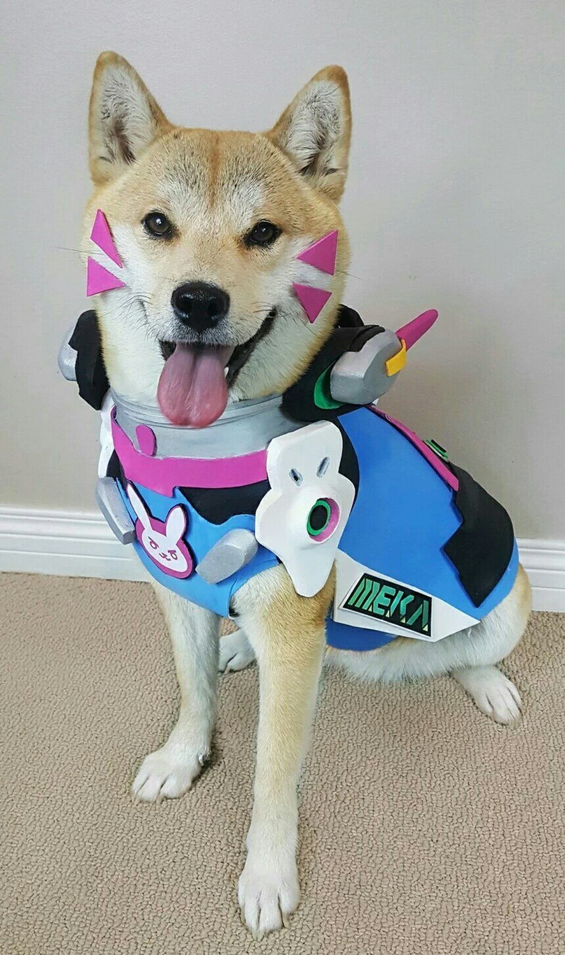 Cosplay for Diva - Overwatch, Dva, Cosplay, Shiba Inu, Blizzard, Dog, Longpost