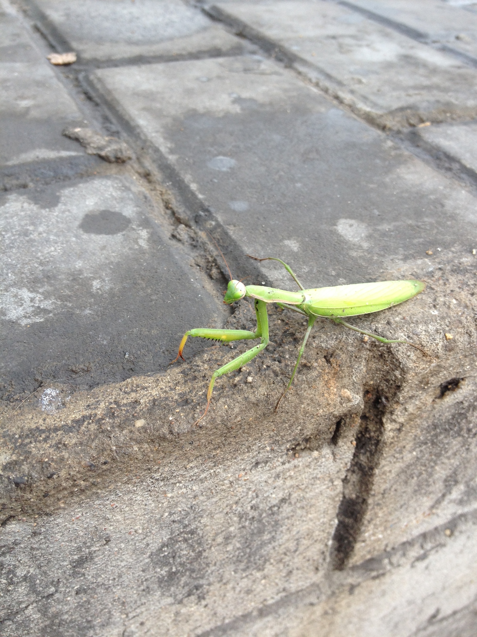 Unexpected meeting) - My, Mantis, Meeting, Moscow, Suddenly