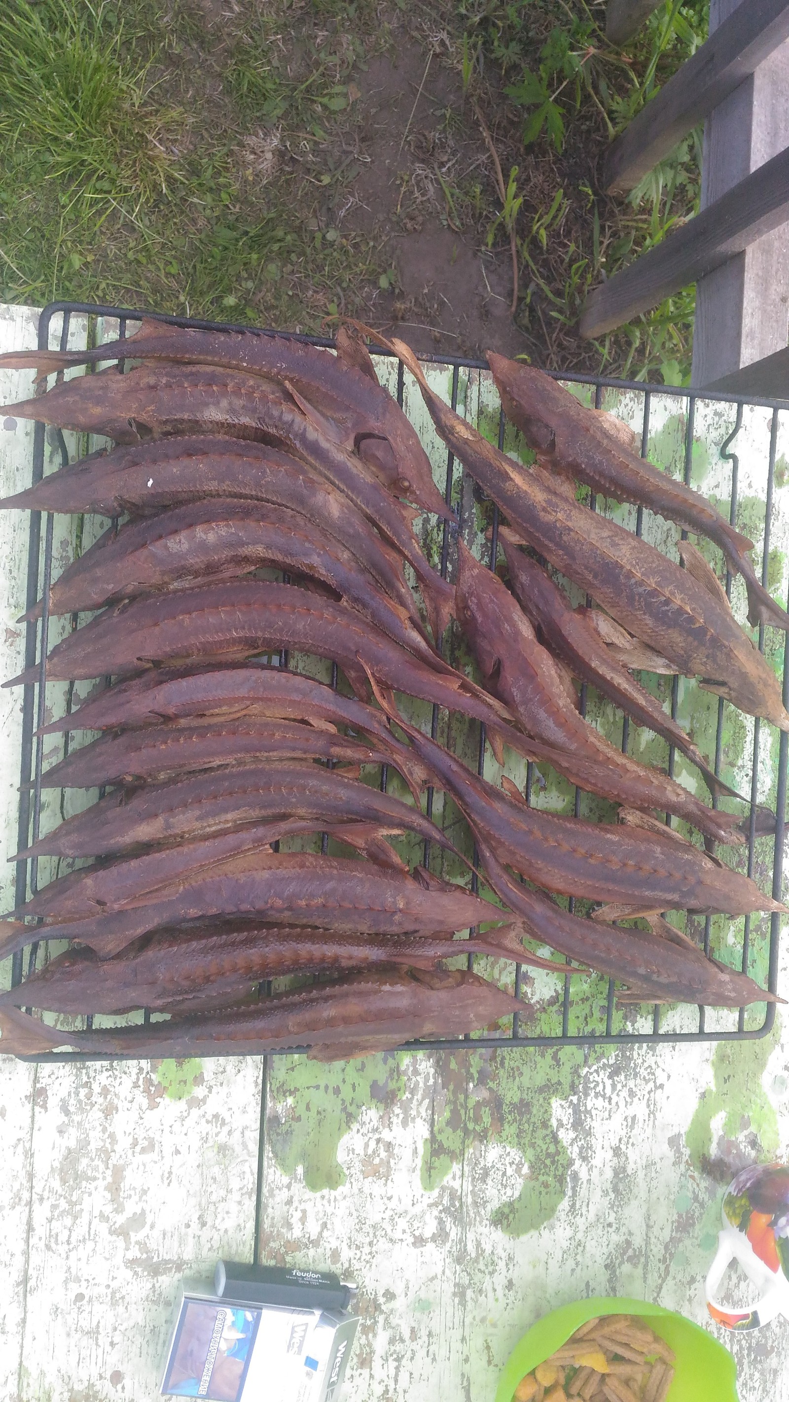 The fish is ready for beer! - My, Fishing, Sterlet, Bloater, Beer snack