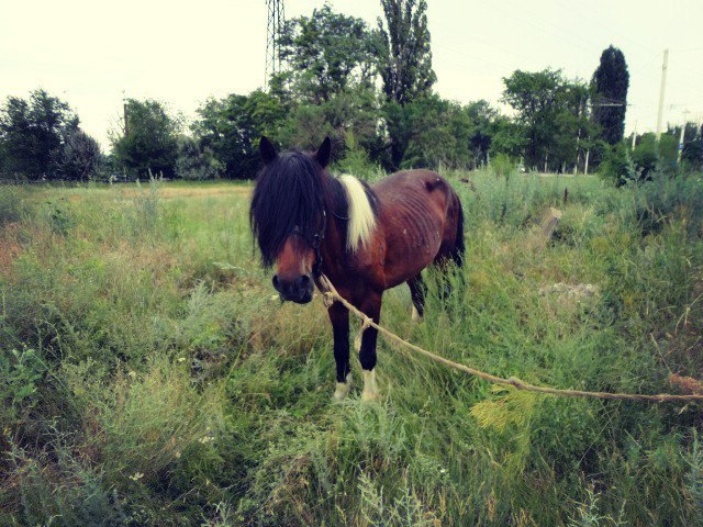 Second chance - Horses, Horses, The rescue, Pony, Longpost