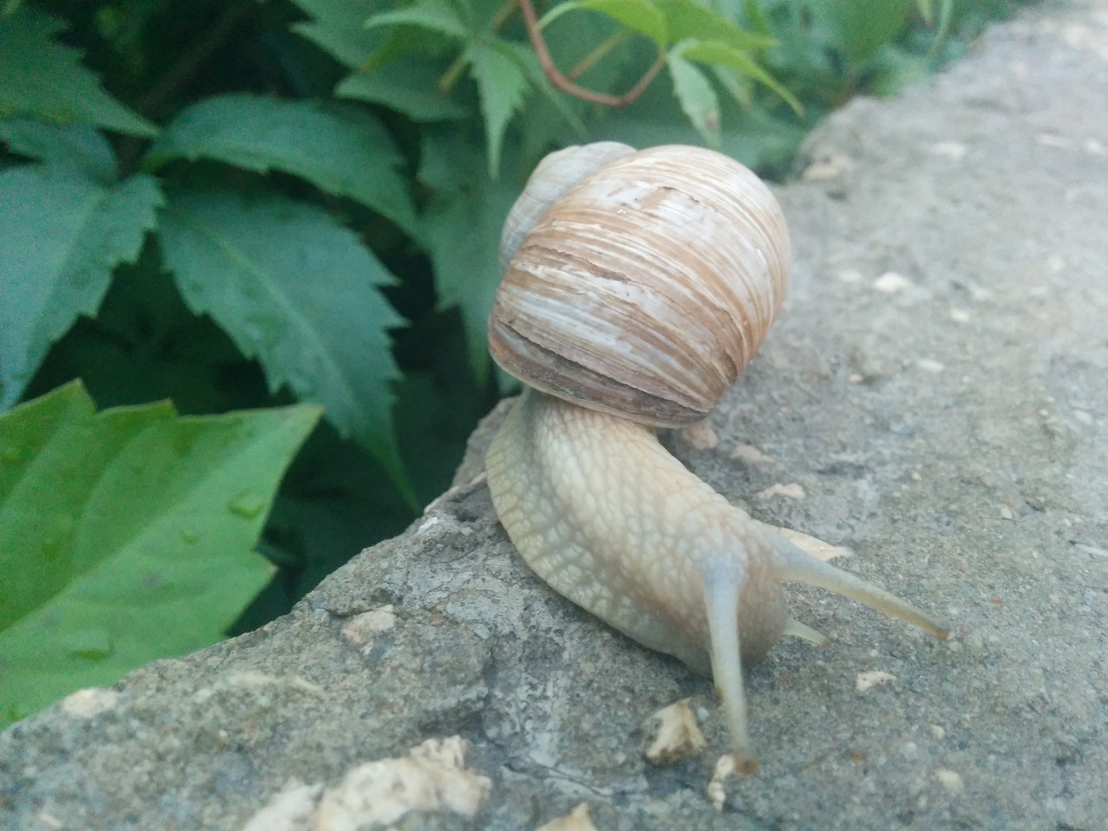 Snail - My, Snail, Nature, Photo, Longpost