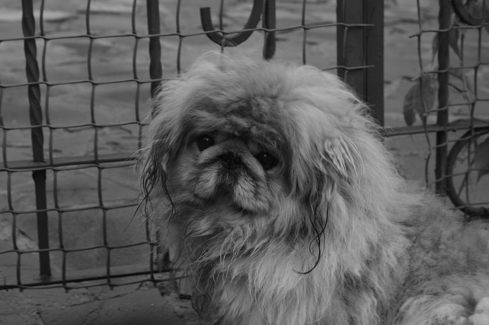 sad dog - My, Black and white, Photo, Dog, Nikon, Nikon d5300, Nikkor, Pekingese