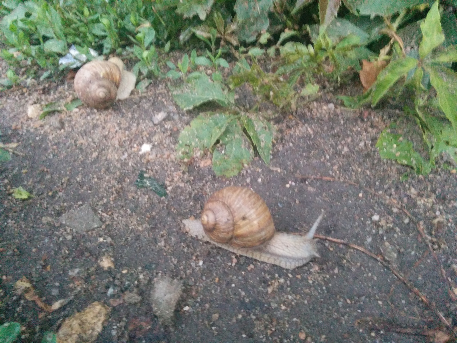 Snail - My, Snail, Nature, Photo, Longpost