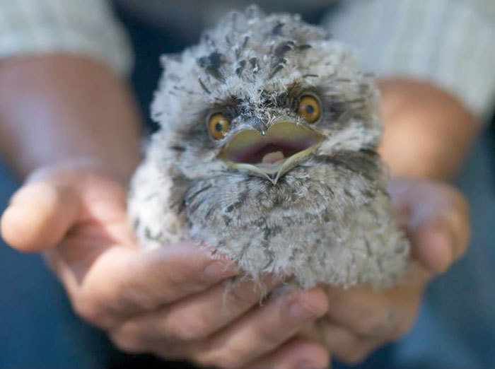 Smoky frogmouth) - Frog, Milota, Birds, Longpost