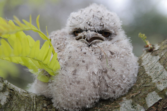 Smoky frogmouth) - Frog, Milota, Birds, Longpost