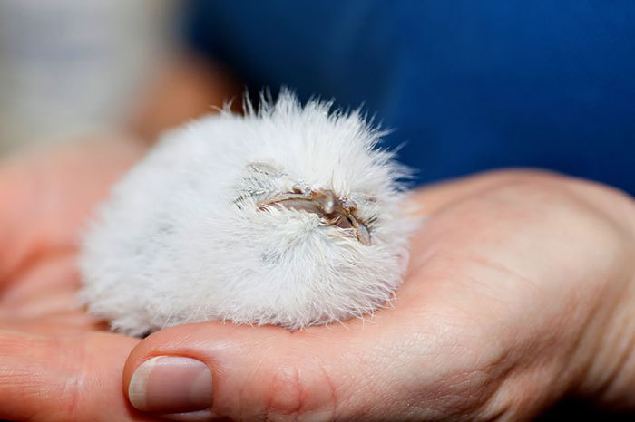 Smoky frogmouth) - Frog, Milota, Birds, Longpost