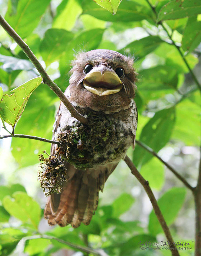 Smoky frogmouth) - Frog, Milota, Birds, Longpost