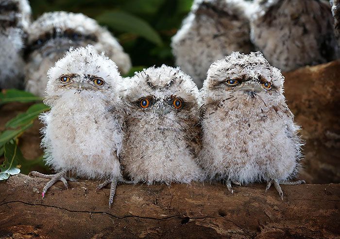 Smoky frogmouth) - Frog, Milota, Birds, Longpost