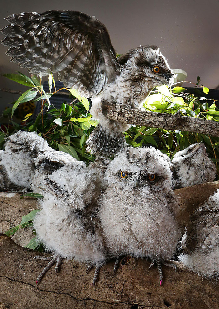 Smoky frogmouth) - Frog, Milota, Birds, Longpost