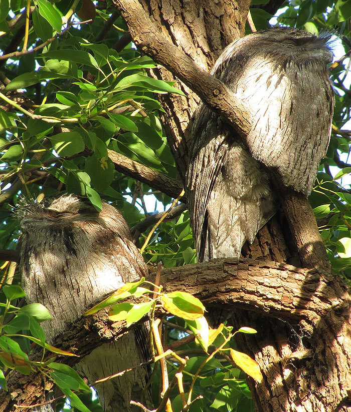 Smoky frogmouth) - Frog, Milota, Birds, Longpost