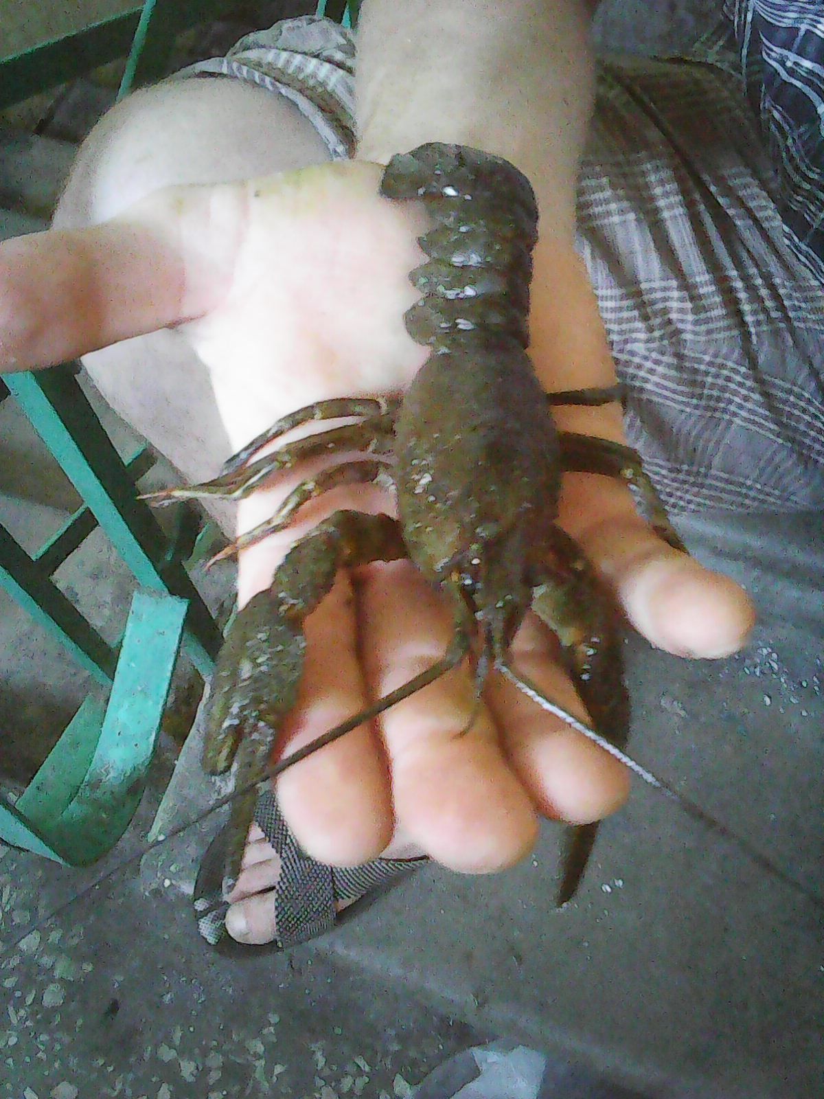 Day off... - My, Longpost, Crayfish, Relaxation, Nature