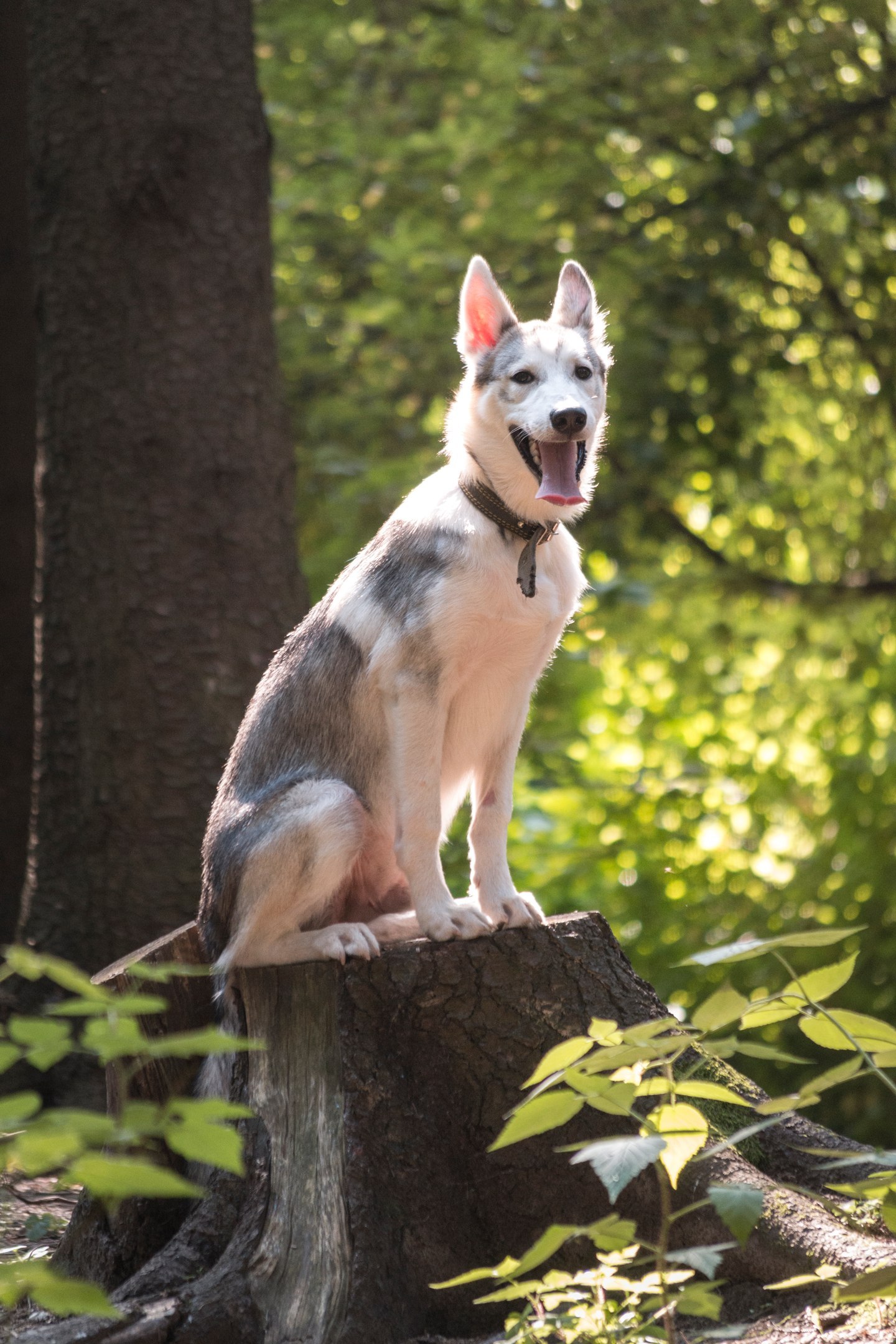 In the woods - Dog, Husky, Forest, Photo, Animals, Longpost