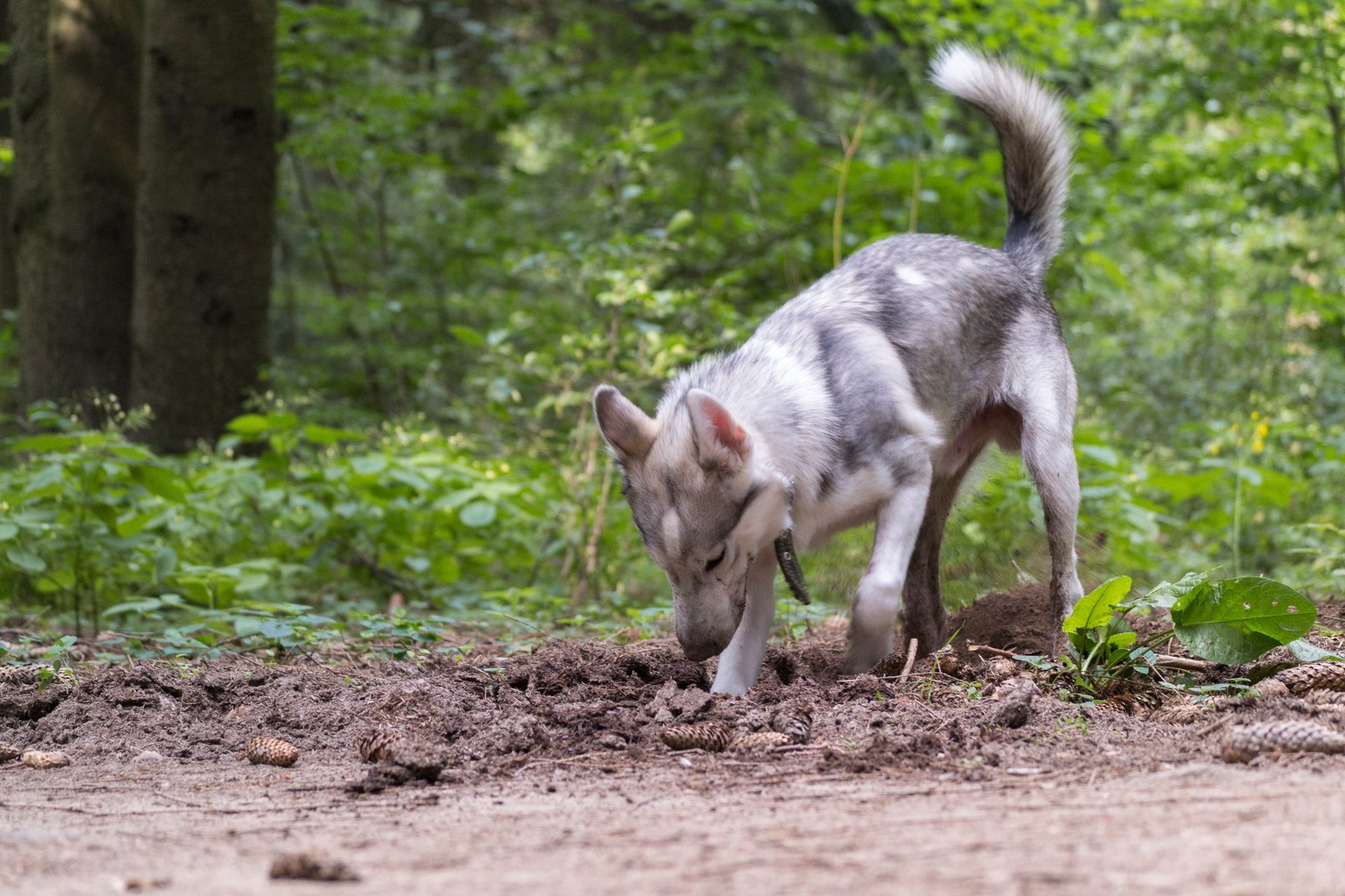 In the woods - Dog, Husky, Forest, Photo, Animals, Longpost