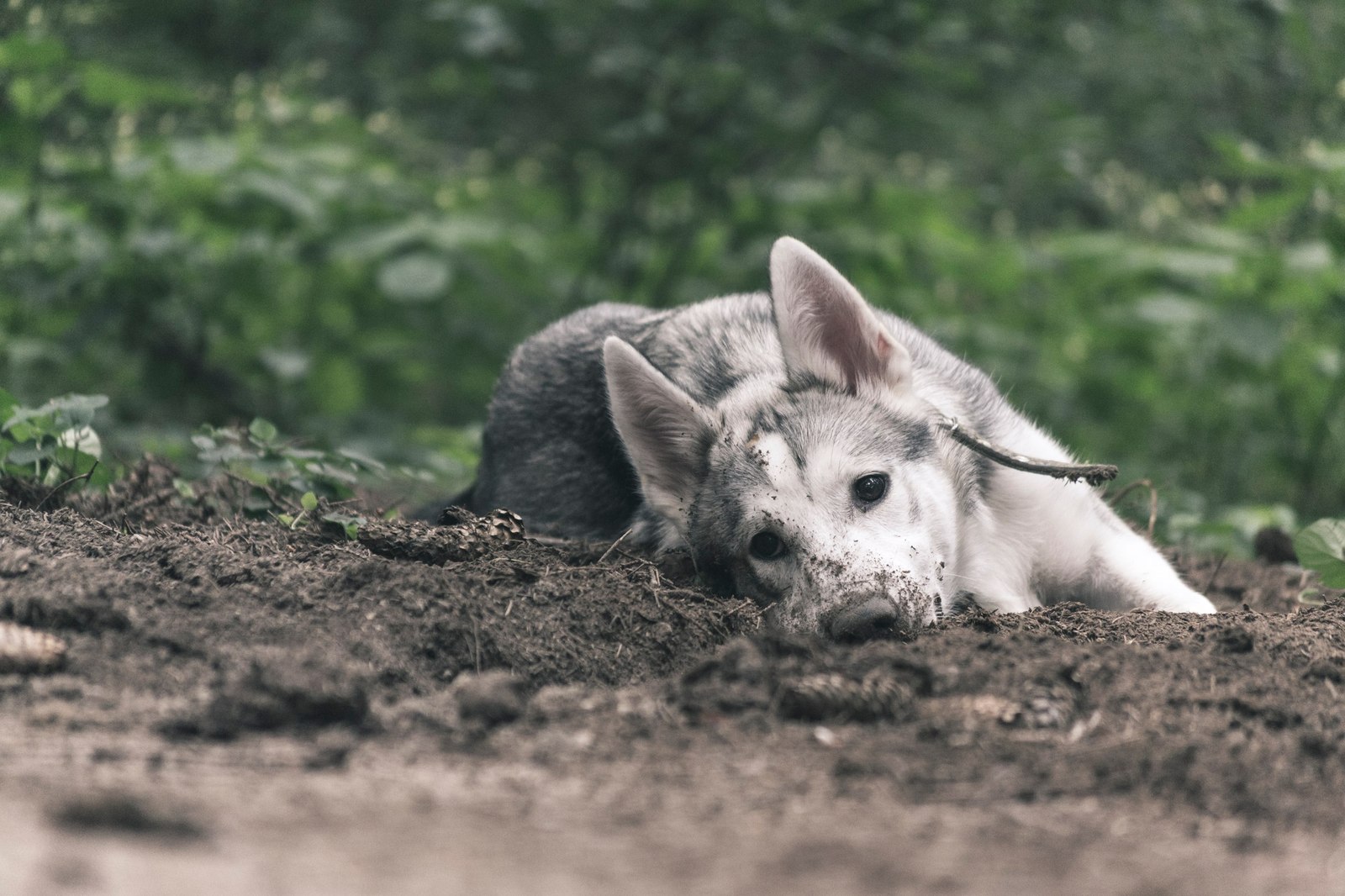 In the woods - Dog, Husky, Forest, Photo, Animals, Longpost