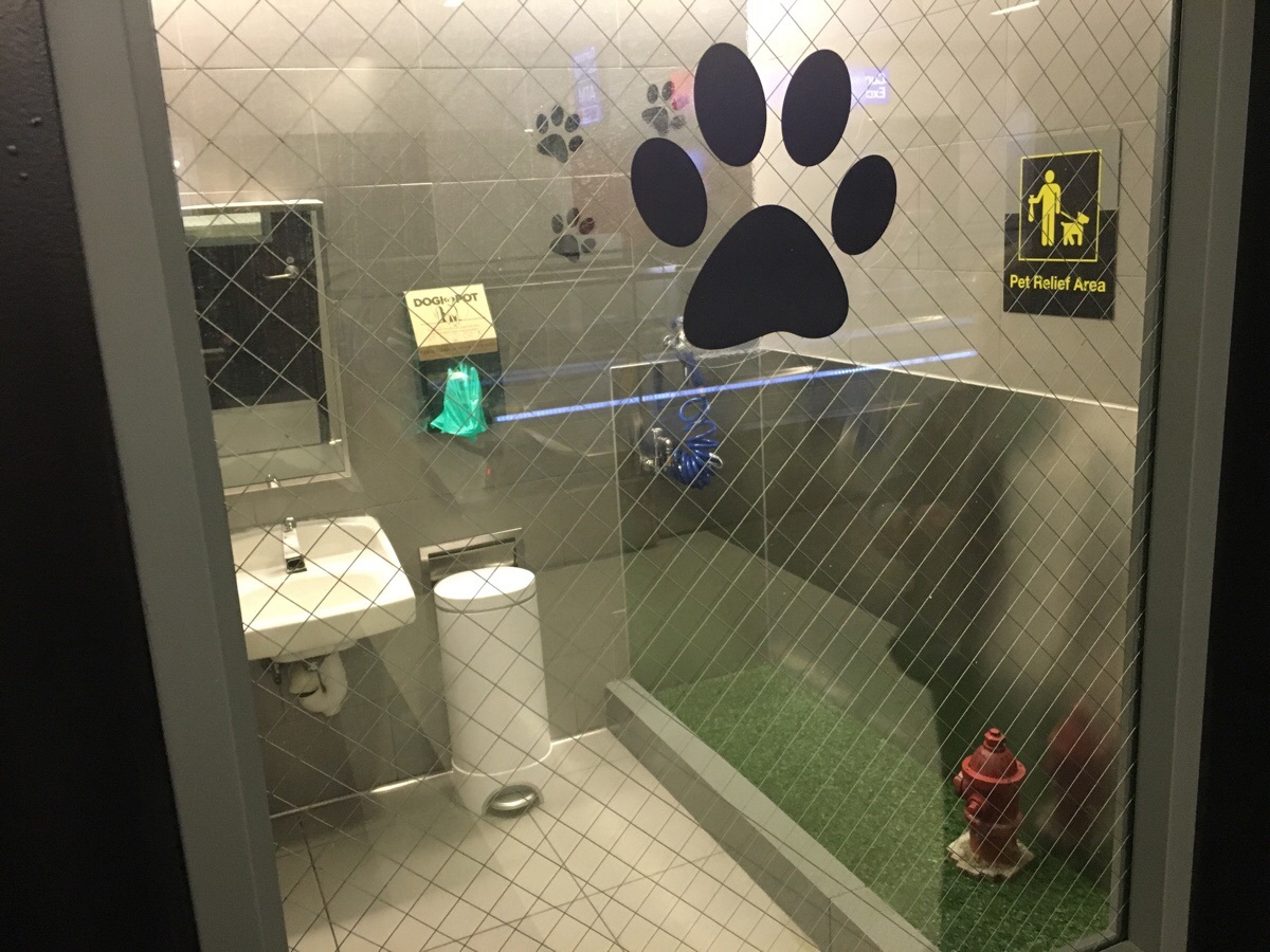 Just a doggy toilet at the airport - Toilet, Dog