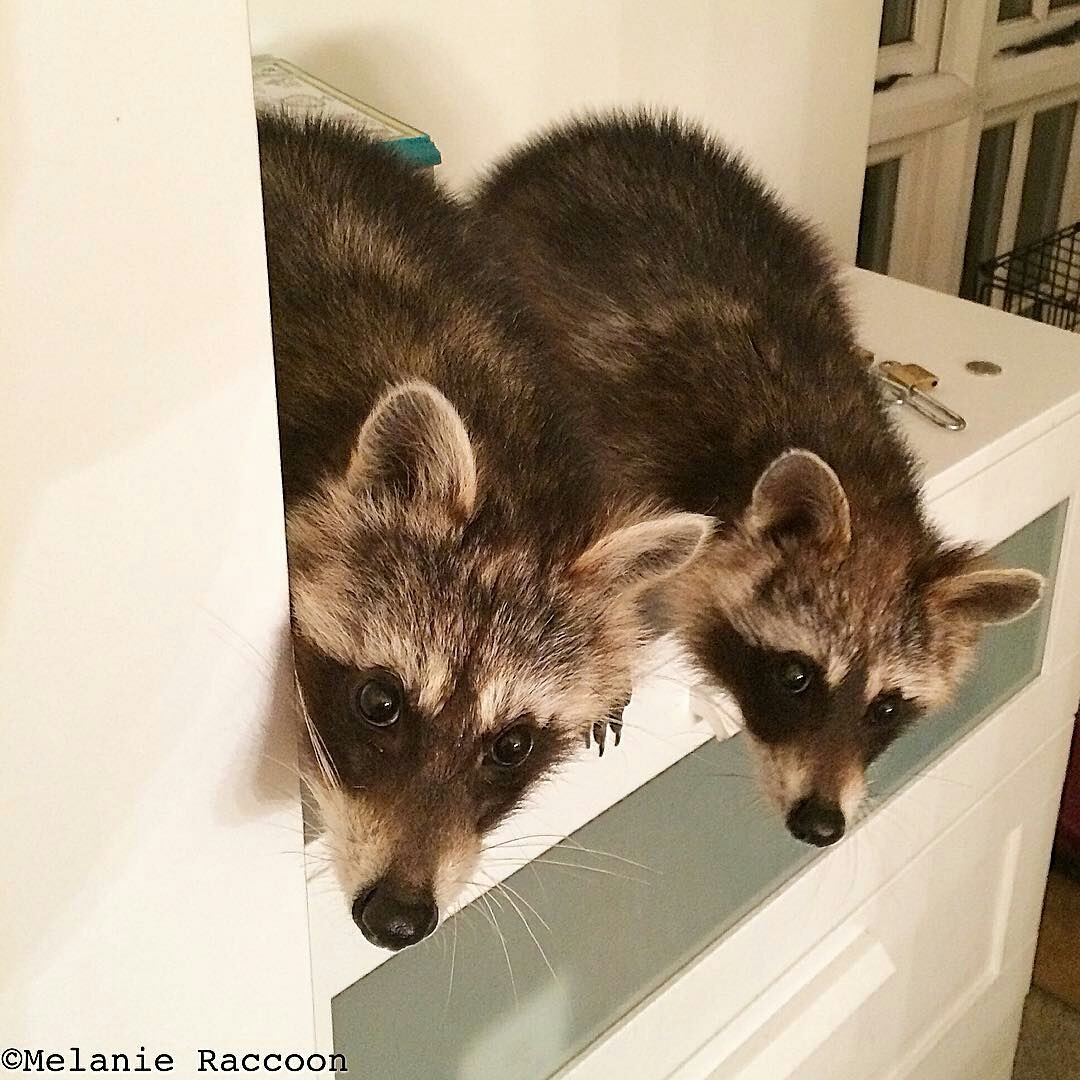 Ctrl + C Ctrl + V - Raccoon, Ctrl-C Ctrl-V