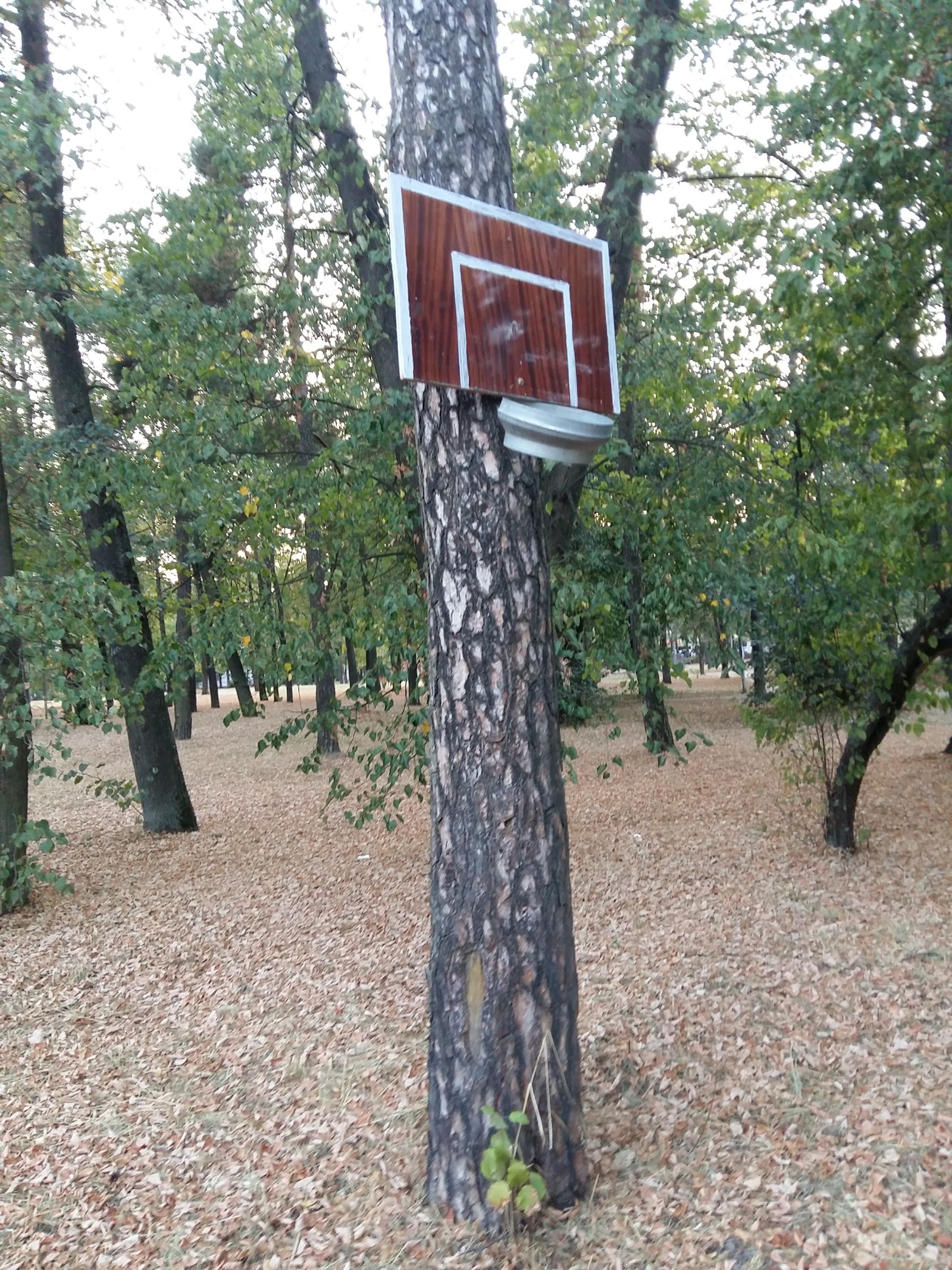 In one of the courtyards of Minsk - My, Basketball, Savvy, Minsk, Longpost