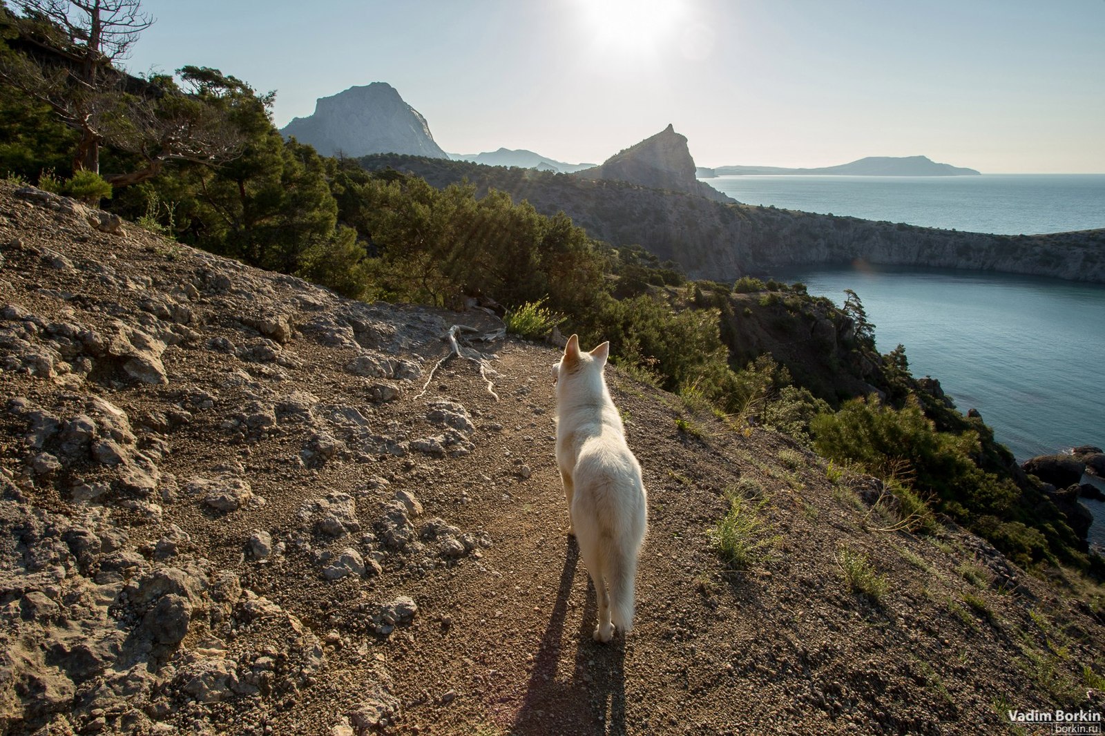 Unusual acquaintance - My, Story, New World, Crimea, , Hike, My, Longpost, Dog