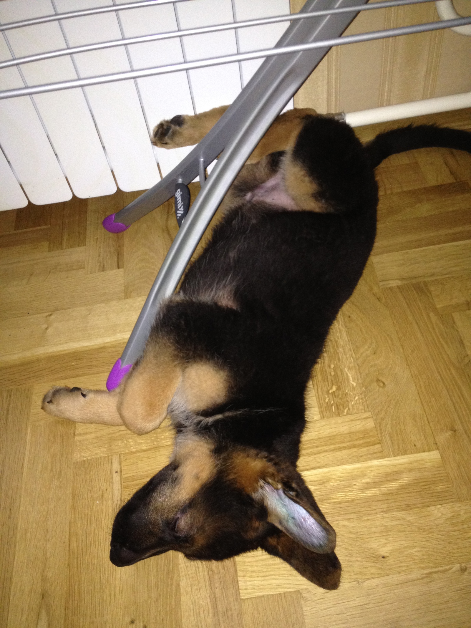 I feel so comfortable...) time goes by, habits don't change... - My, German Shepherd, Puppies, Habits, Longpost