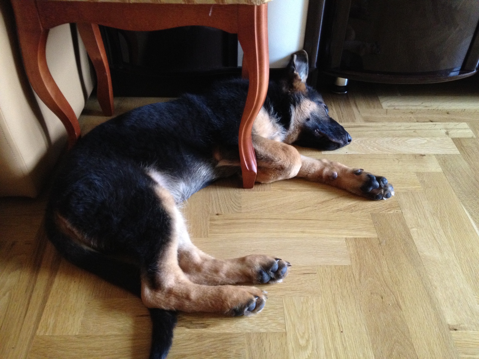 I feel so comfortable...) time goes by, habits don't change... - My, German Shepherd, Puppies, Habits, Longpost