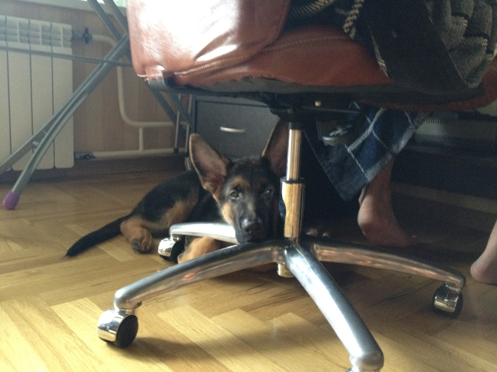 I feel so comfortable...) time goes by, habits don't change... - My, German Shepherd, Puppies, Habits, Longpost