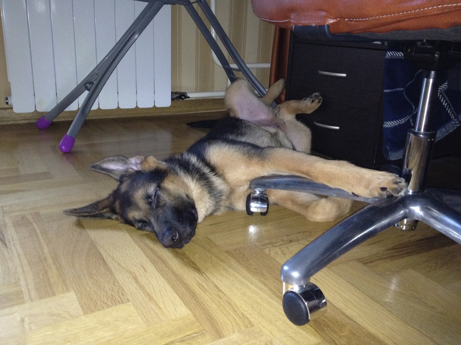 I feel so comfortable...) time goes by, habits don't change... - My, German Shepherd, Puppies, Habits, Longpost