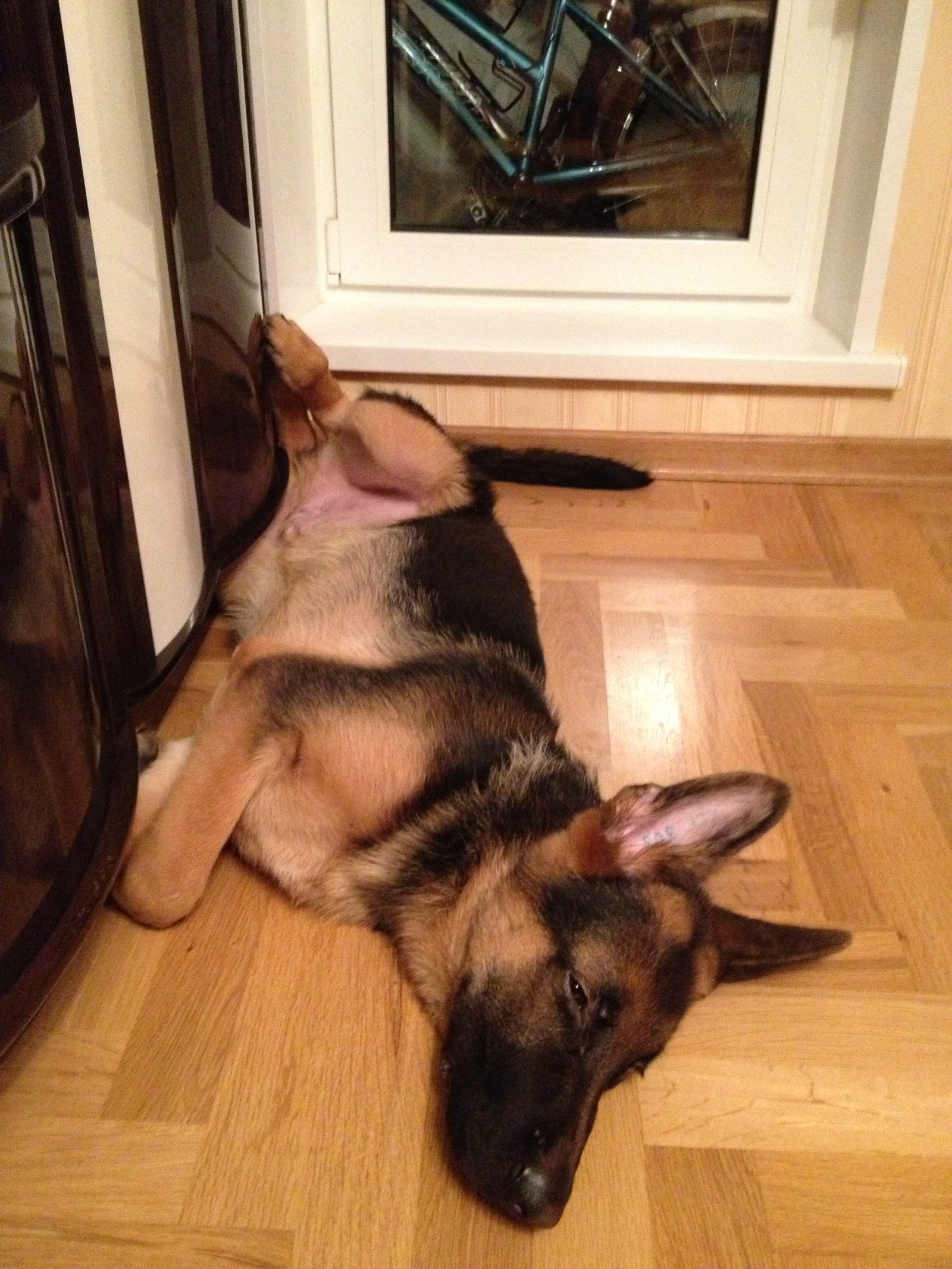 I feel so comfortable...) time goes by, habits don't change... - My, German Shepherd, Puppies, Habits, Longpost