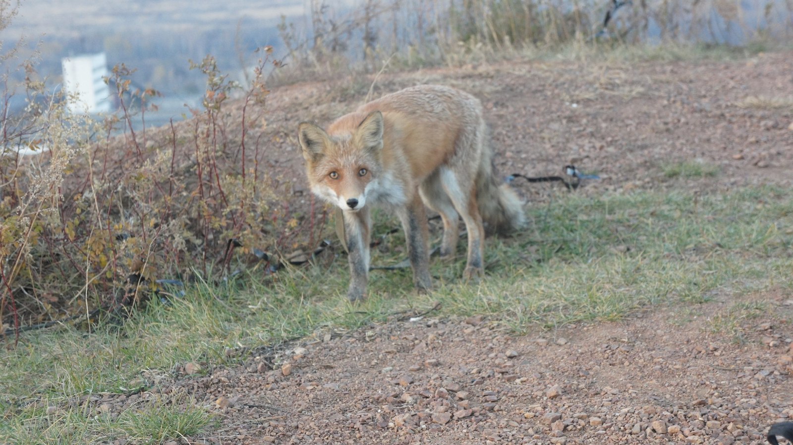 Meeting - My, Meeting, Fox, Walk